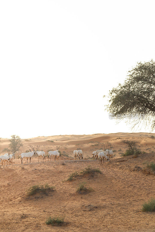 日落时分，一群阿拉伯大羚羊在自然保护区的Ras al Khaima沙漠沙丘上奔跑